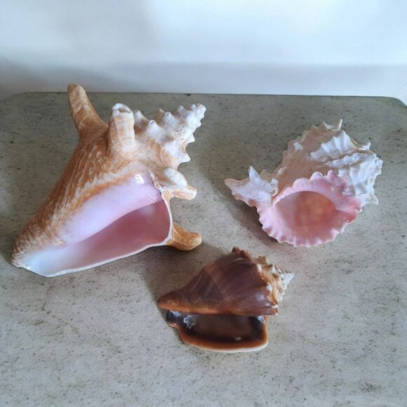 Seashell Decor Beach Nautical Ocean Real Small 3 to 5 Inch Spikes Smooth - Picture 1 of 7